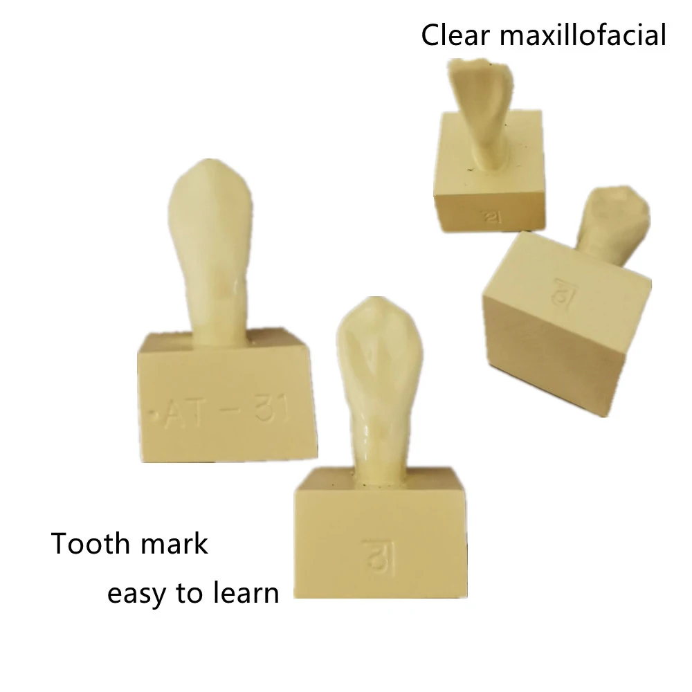 

Dental Student Practice Study Tools Dentist Materials Dentistry Training Times Comparison Carving Teaching Permanent Tooth Model