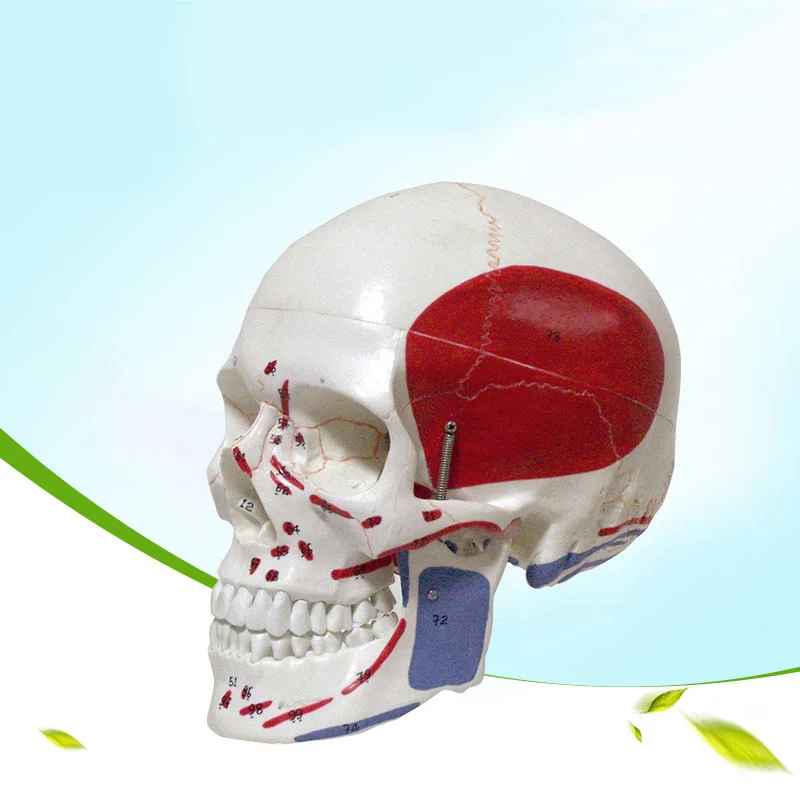 Cartoon model Life Size Colored head model, the natural human,skull, adult head, the anatomy of the Medical supplies