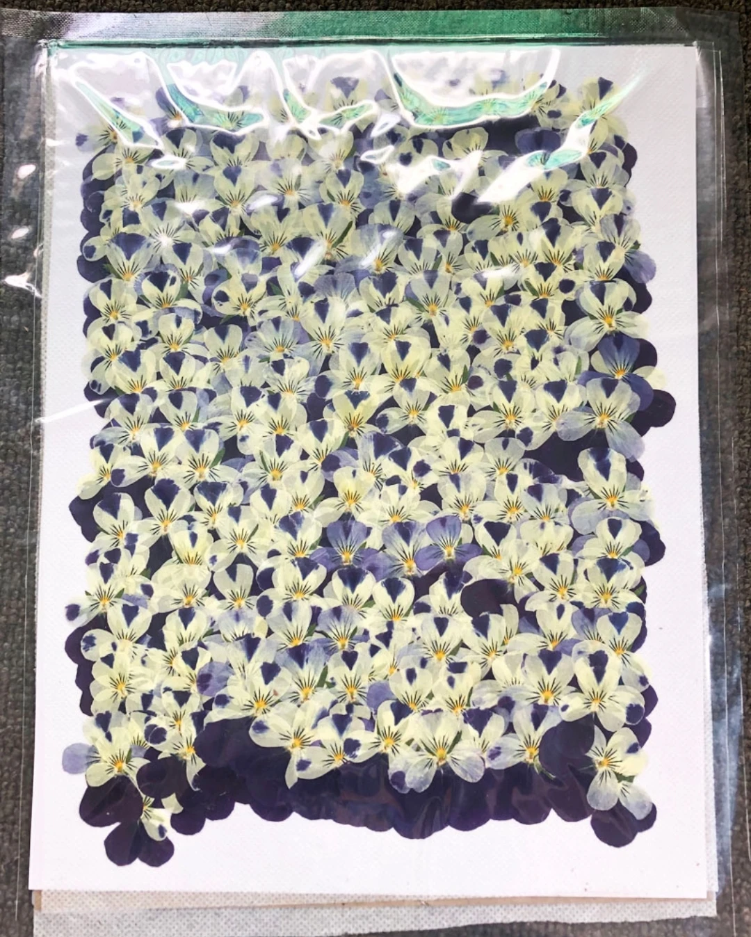 1 Набор прессованных фиолетовых и желтых сушеных Альт Триколор L. Цветочная