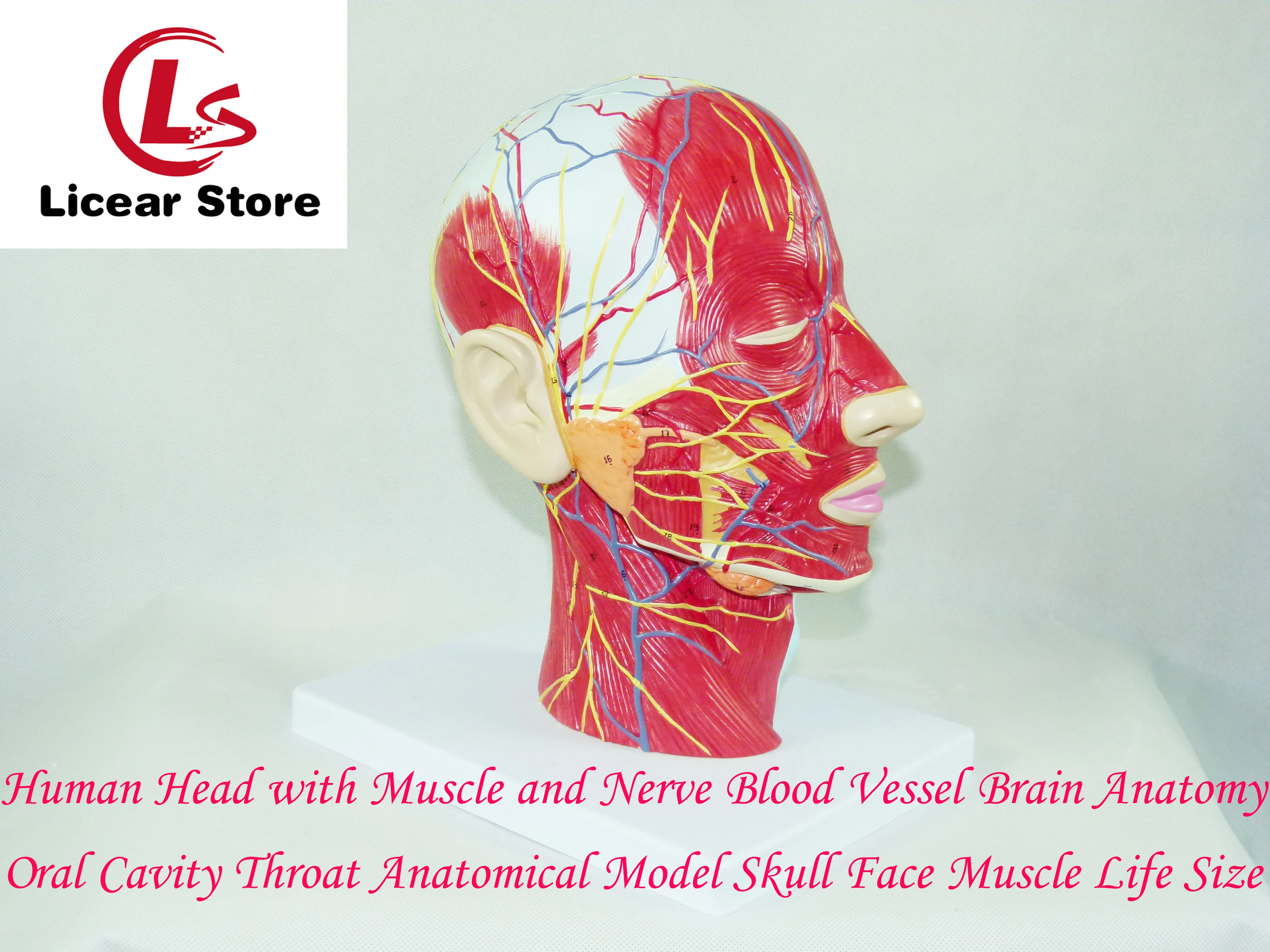 

Human Head with Muscle and Nerve Blood Vessel Brain Anatomy Oral Cavity Throat Anatomical Model Skull Face Muscle Life Size