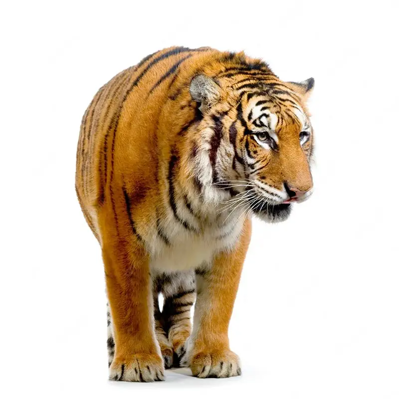 

ПВХ наклейка "Острый старый тигр"