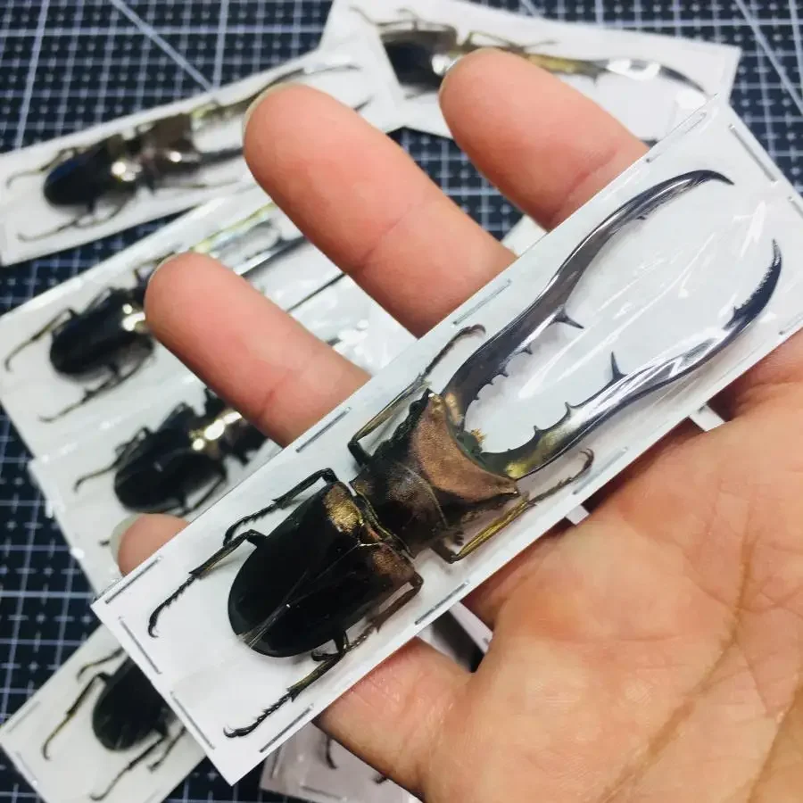 

Скульптура жука Cyclommatus Metallifer Finae