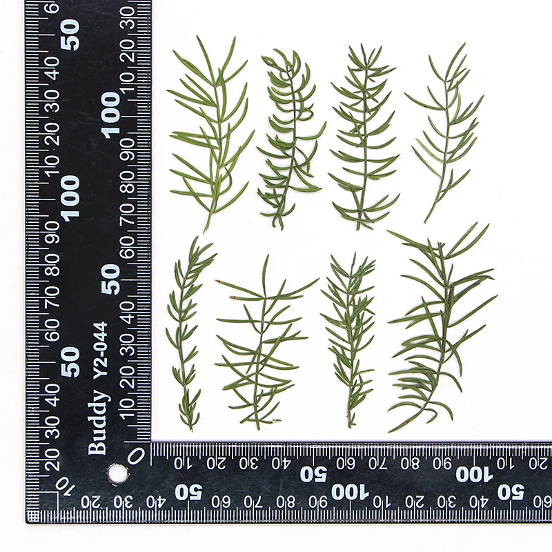

120pcs Pressed Dried Asparagus Leaf Stem Flower Herbarium Resin Epoxy Jewelry Card Bookmark Frame Phone Case Face Makeup Lamp