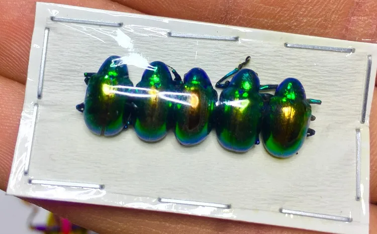 Спартанский вертикальный Карманный образец Chrysochus Auratus домашний декор 5 шт. в