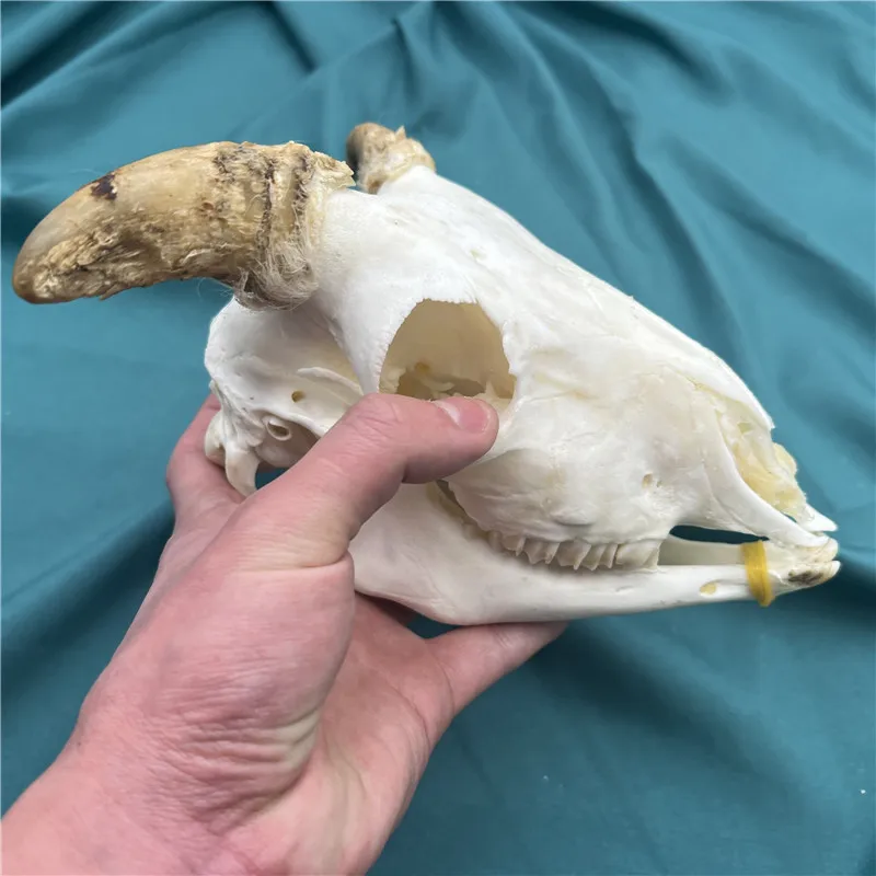 Коллекция реальных овец черепов животных обучающая модель домашняя коллекция 1