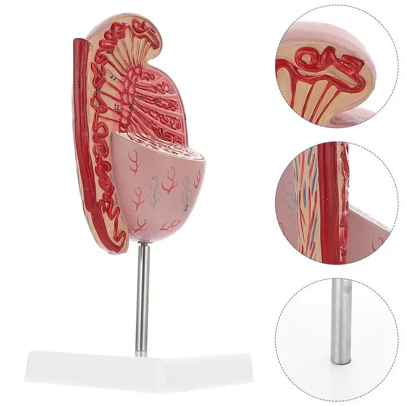 

Анатомическая модель для увеличения человеческого органа Testis