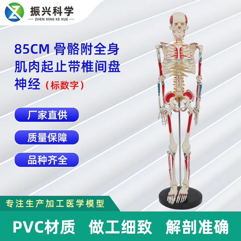 

Нейроскелетная модель интерпозвонкового диска 85 см с мышцами всего тела и жгутом (стандартная фигурка), медицинская модель человека