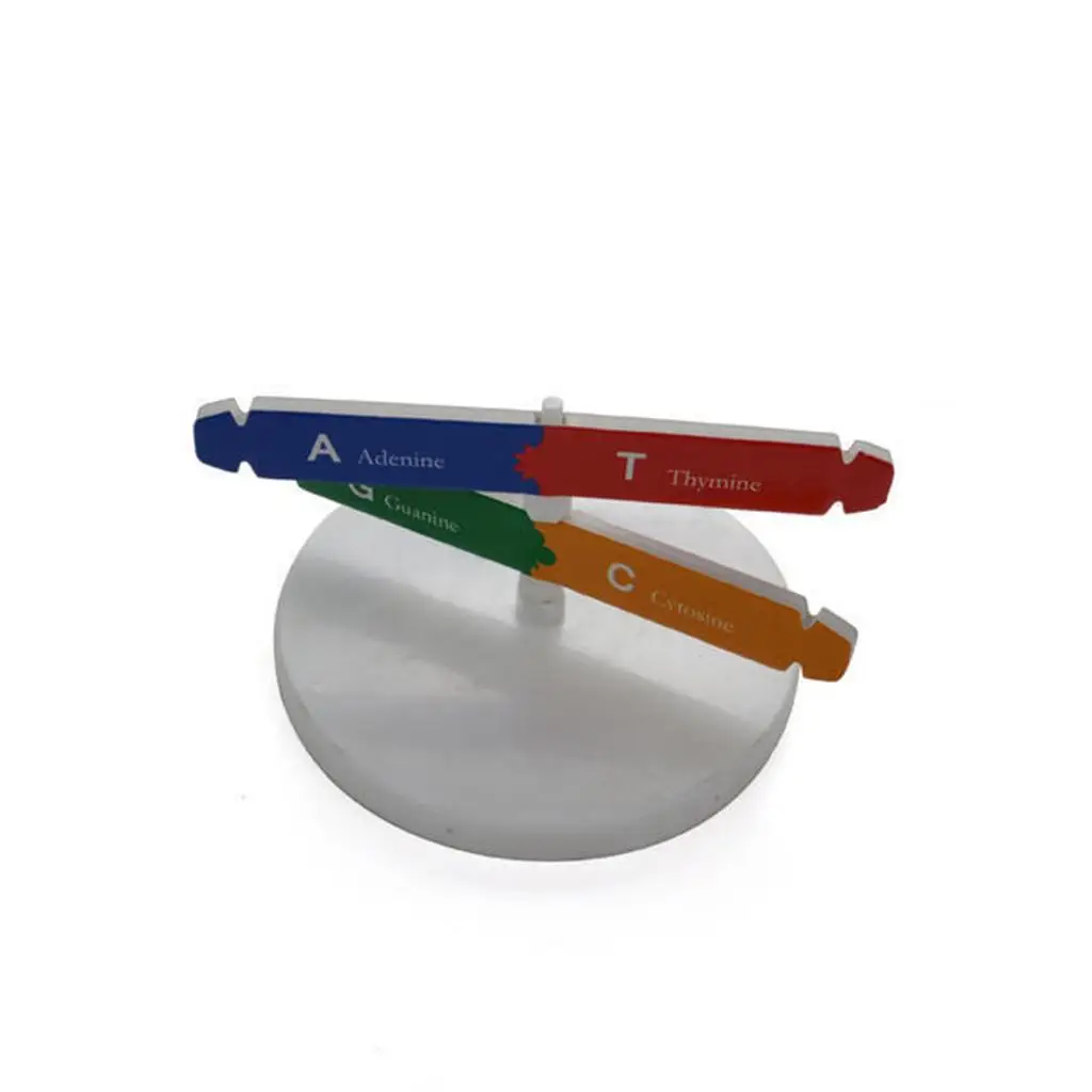 Детская модель ДНК с двойной завиткой научное обучение |