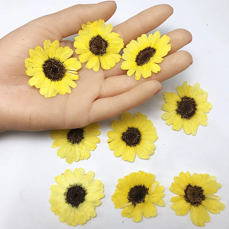 40pcs 3-5cm Pressed Dried Black Core Sunflower Flower Plant Herbarium For Jewelry Bookmark Phone Case Scrapbooking DIY Making