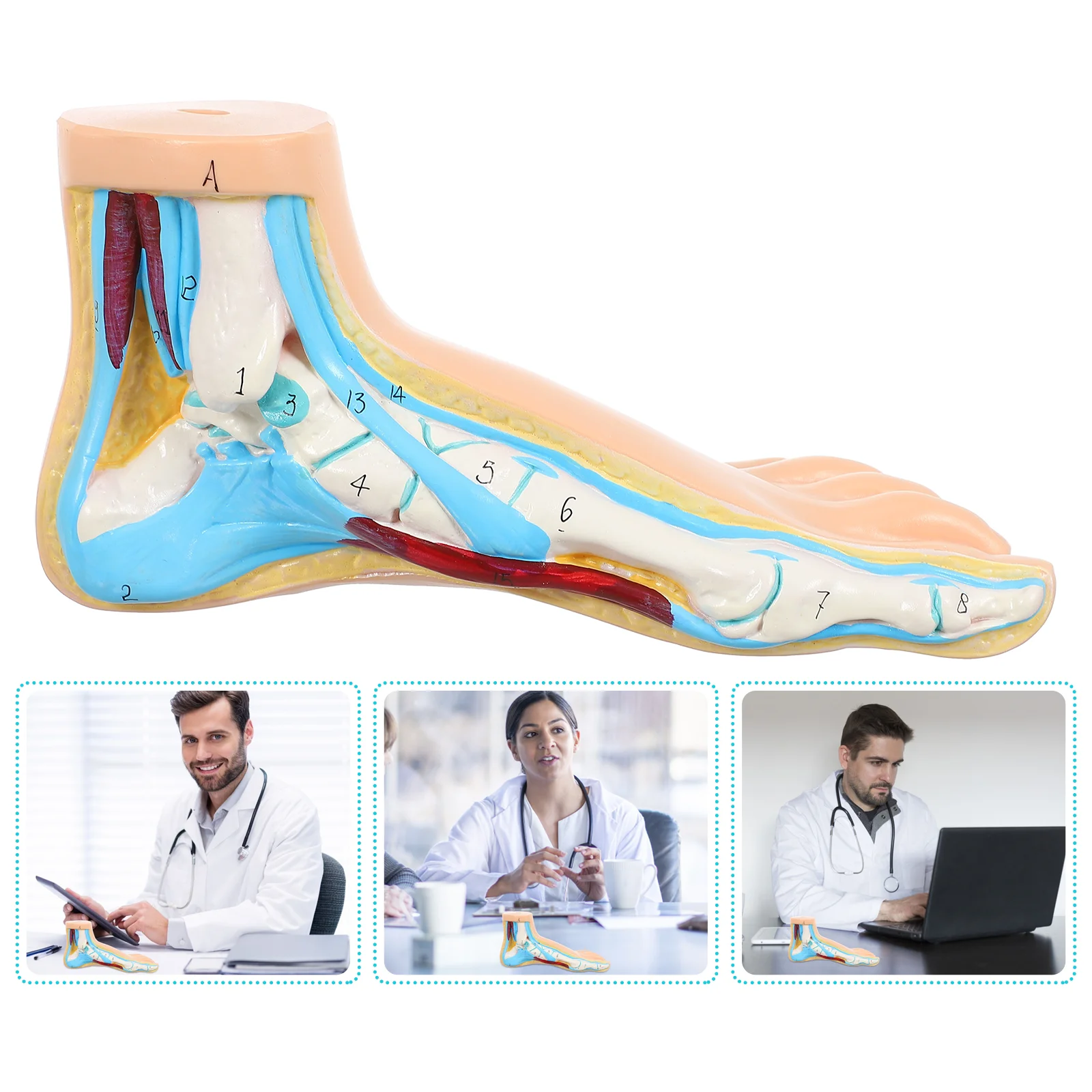 

Модель ступни для нормального обучения анатомии, форма для людей, анатомическая клиника