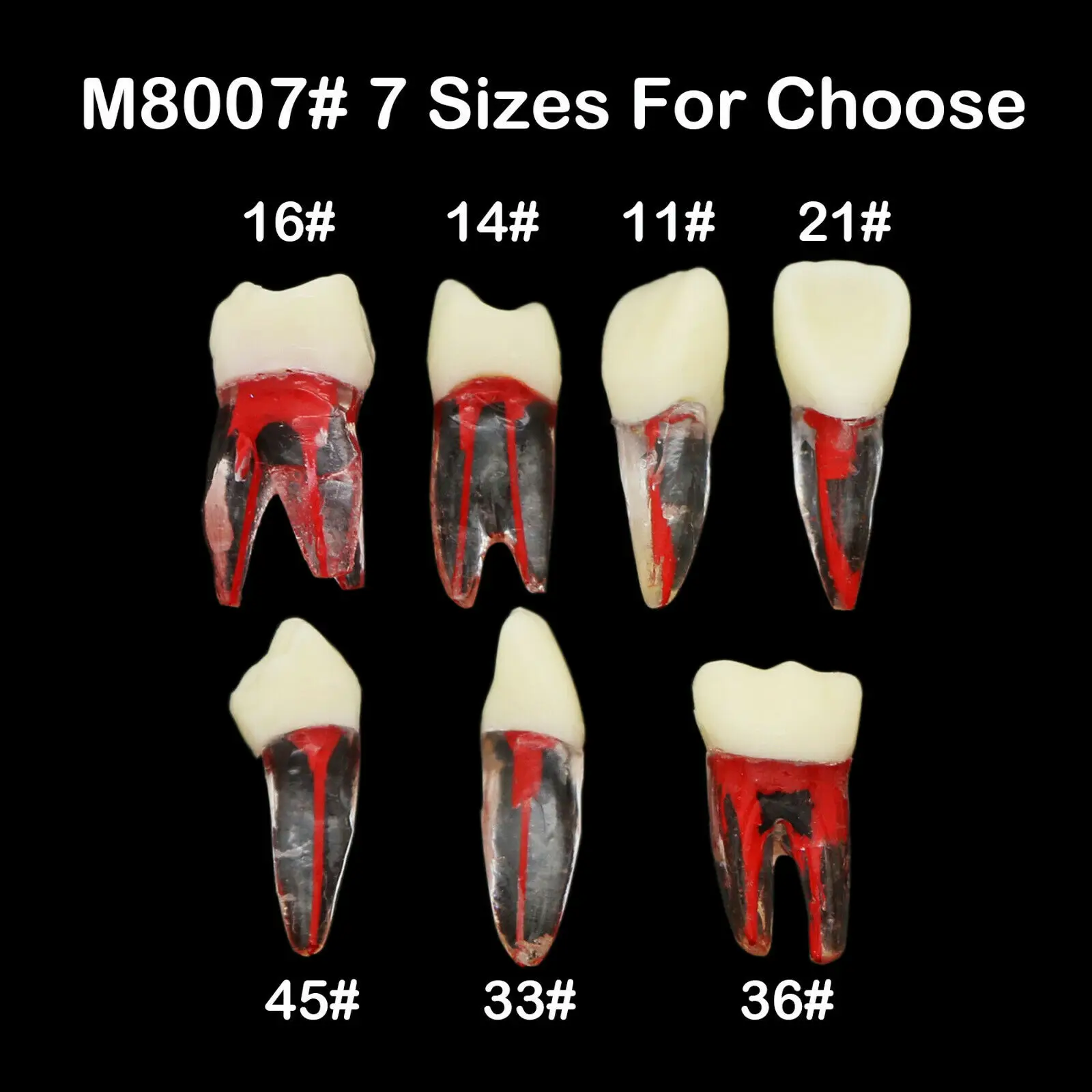 

7 Sizes Dental Endodontic Root Canal RCT Practice Endo Teeth Model Pulp Study