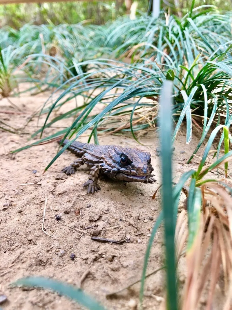 Baidai Armadillo Girdled Lizard Gecko Бородатый Драго Рептилия Леопардовый узор Имитация биологического животного Фигурка Модель игрушки (art.: 3920d0a67d50e) - 3920d0a67d50e