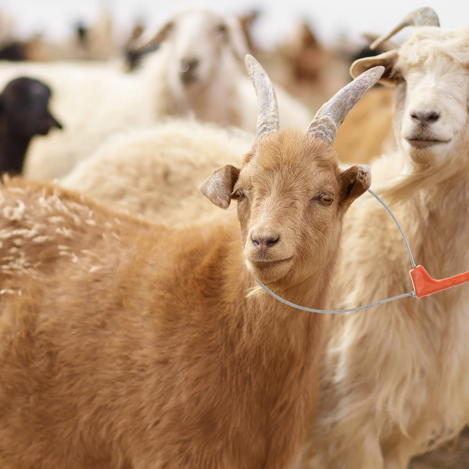 Набор для свиней стабилизирующий держатель с самоблокирующимся механизмом