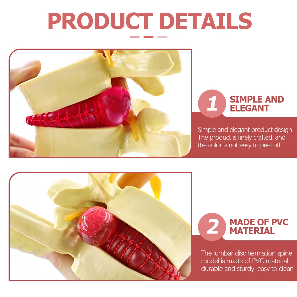 Анатомическая модель для хиропрактора межпозвонковых дисков модели поясничных