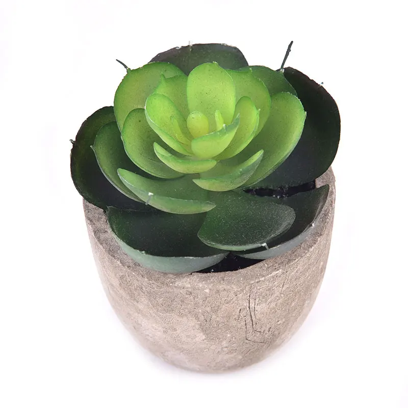 Мини Кактусы В Горшках Купить