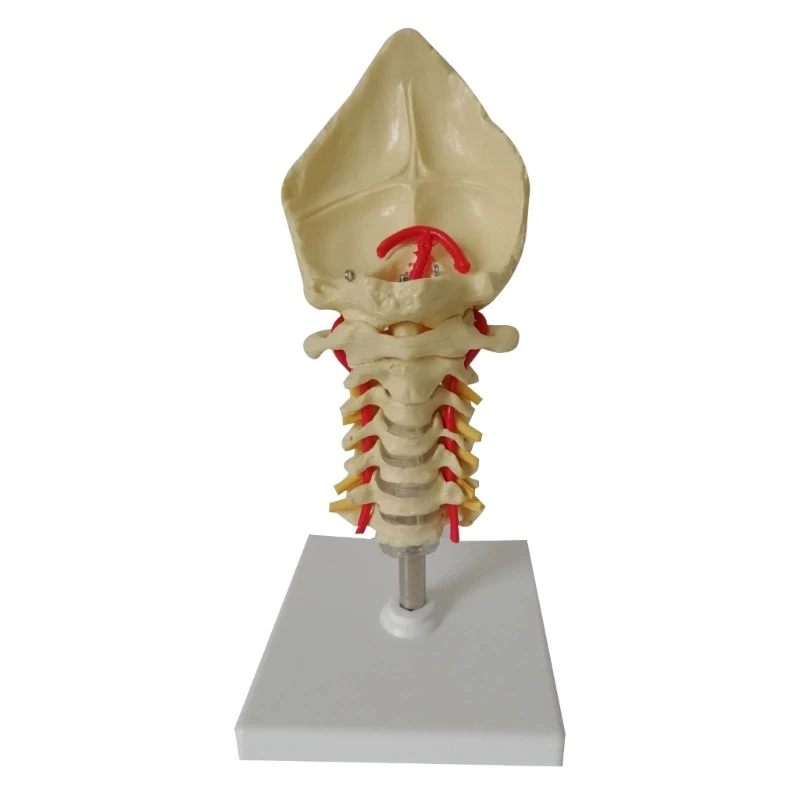 

Cervical Vertebra Arteria Spine Spinal Nerves Anatomical Model Anatomy for Science Study Display Teaching Medicals Model