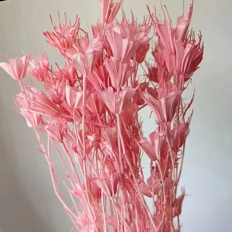 Очаровательный цветок аниса. Натуральные сушеные цветы: идеально подходят для