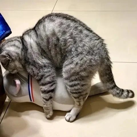 Менің сиқырды сорып жатқан суретім Терезеде балапан қуыру