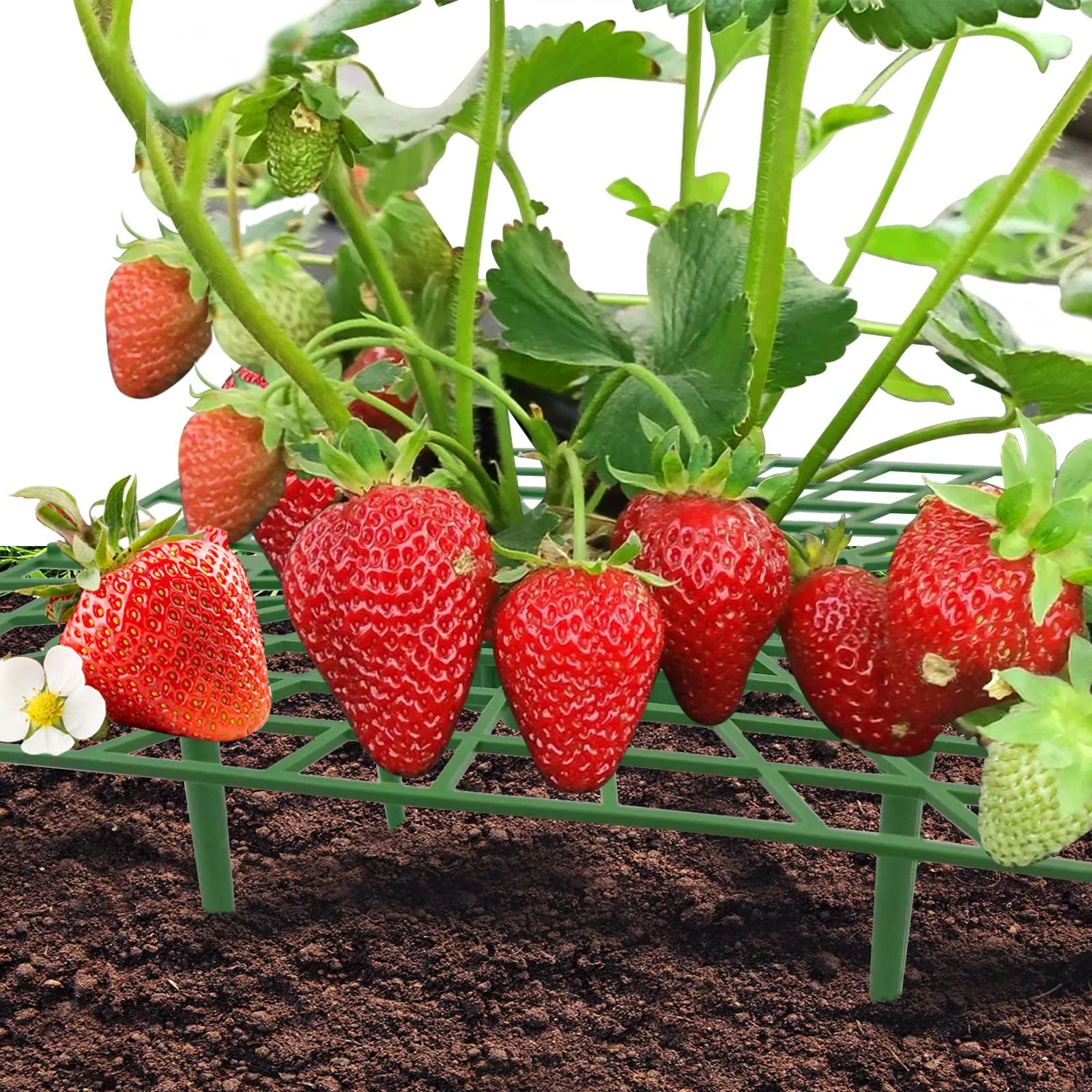 

3 шт., держатель для рамы в виде круглых растений и цветов