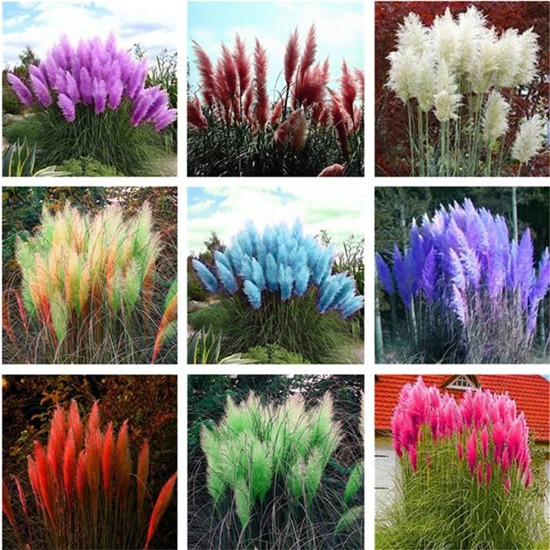 

200 шт., семена пампасной травы, благовония, природный сад, бонсай, цветы, овощи, цветная Бриллиантовая трава, ароматные благовония U856N
