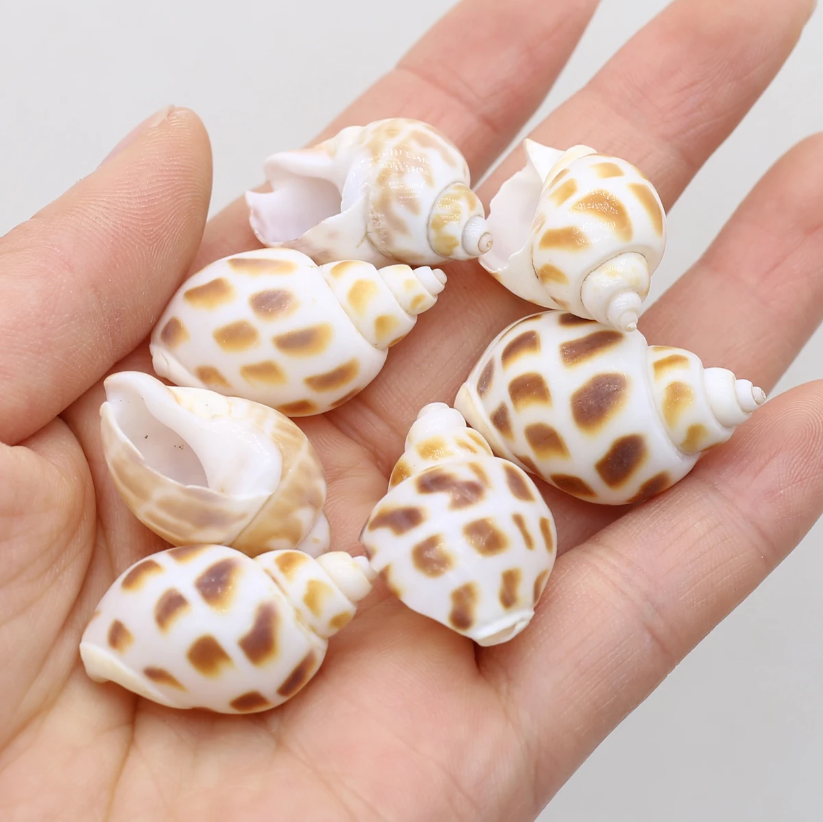 About 40Pcs Wholesale Lot Natural Yellow Conch Shell Shellfish Seashell for Fish Tank Landscape Aquarium Home Decoration Crafts