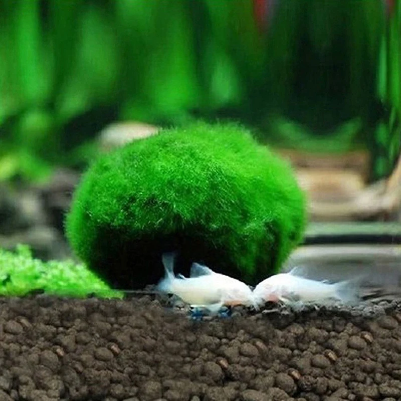 

1pc 2-3cm Natural Mineral Live Moss Ball Filter For Aquarium Plant Algae Fish Shrimp Tank Ornament Artificial Natural Plants