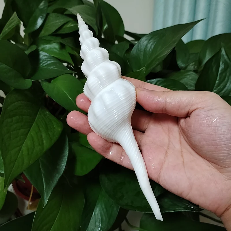 

Натуральные ракушки Солсбери 13-21 см