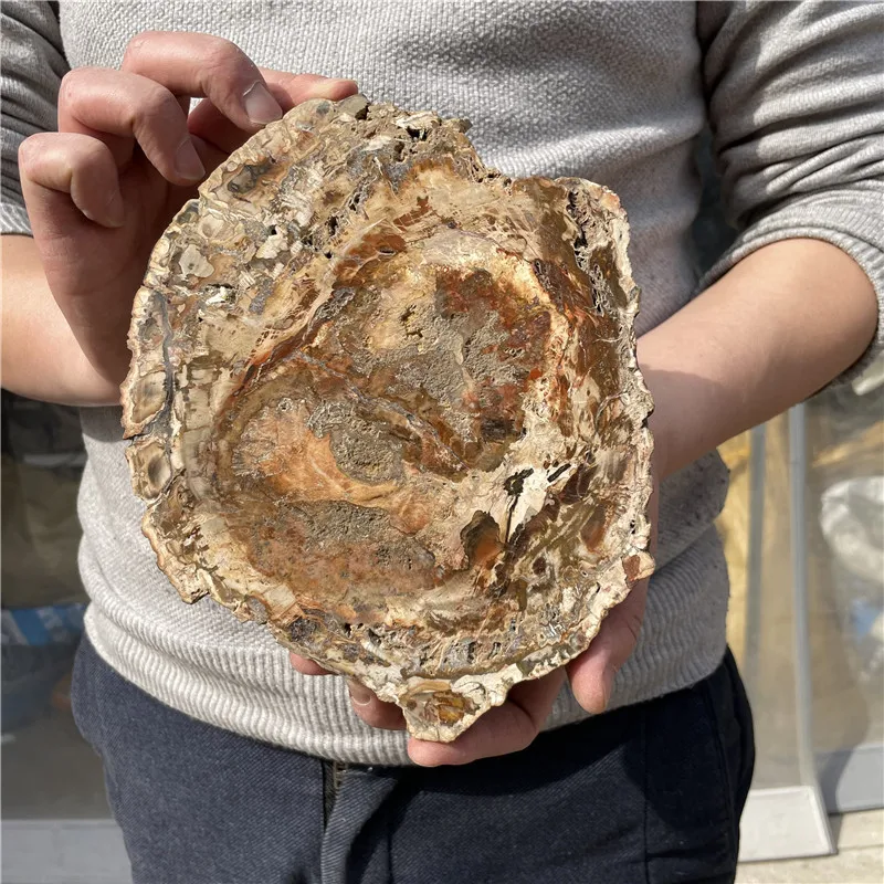 

0.85kg Natural Petrified Wood Specimen Semi-precious Stone Slices Crystals Healing Stones for Home Decor