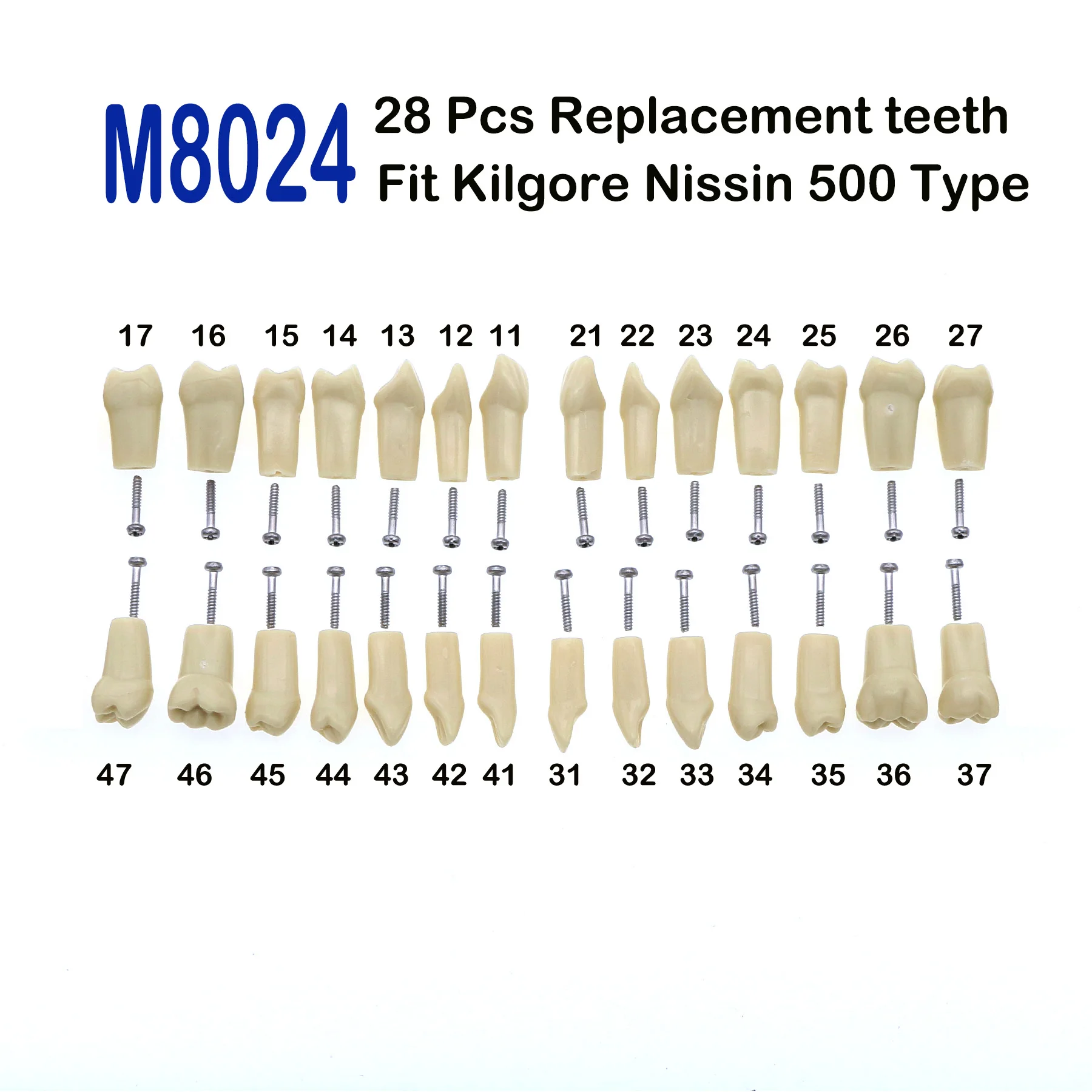 

Dental Teeth Model 28Pcs Replacement Standard Practice Screw-in Typodont Demo Fit Kilgore Nissin 500 Type Model With 28Pcs Teeth