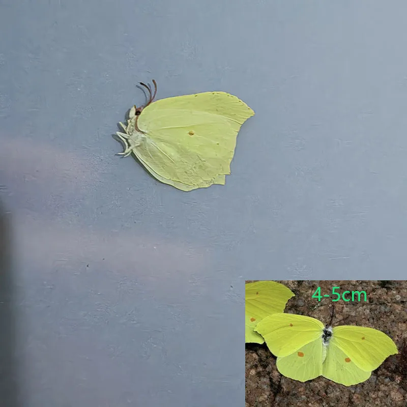 Набор образцов настоящей бабочки для украшения дома. Разные некрытые и ракушки