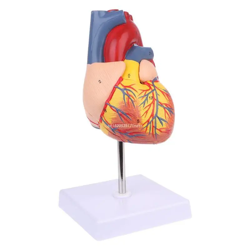 

Disassembled Anatomical Human Heart Model Anatomy Medical Teaching Tool Dropship