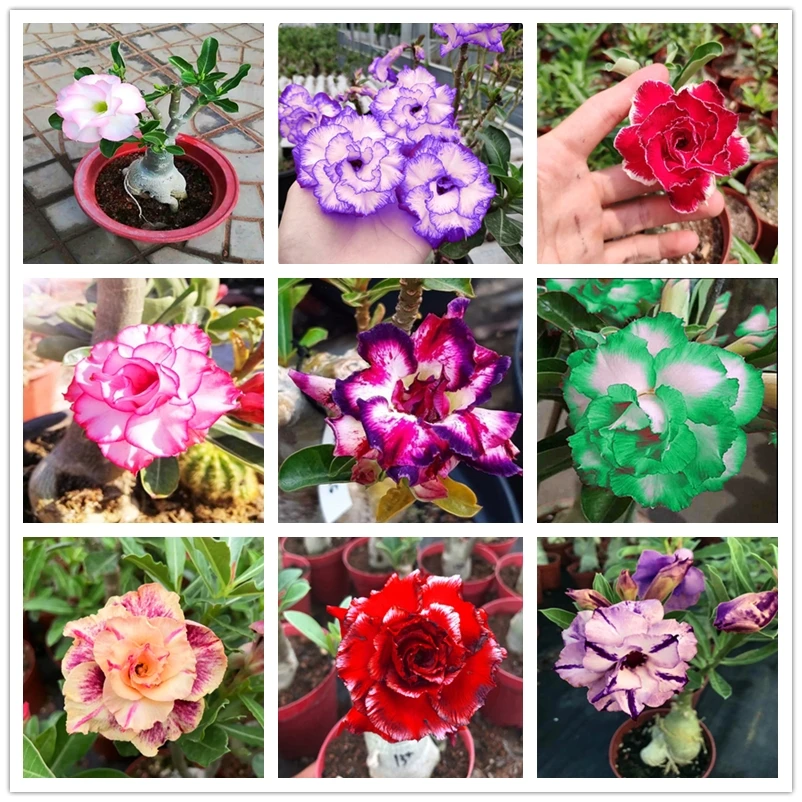 

2Pcs/bag Perfume desert rose Incense Fragrant Adenium obesum Flower Aroma Incense