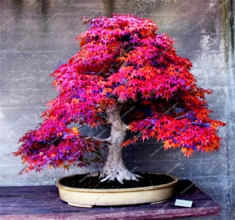 

Кленовые растения treejapanese Maple leaf 50 шт.