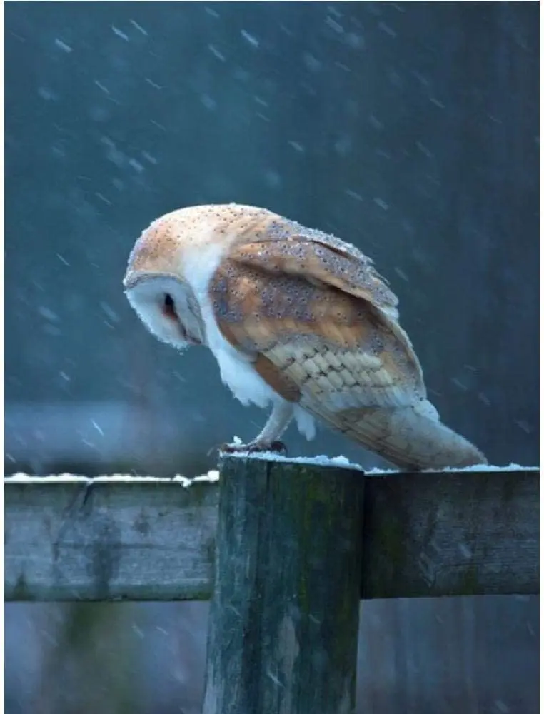 

3D-пазл "Снежная сова" для взрослых, деревянные детские игрушки, головоломки