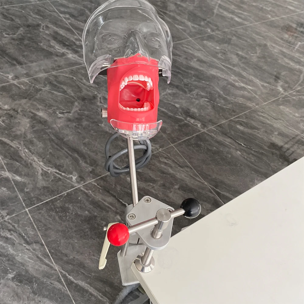 Простой стоматологический симулятор модель головы фантомный манекен с зубцами