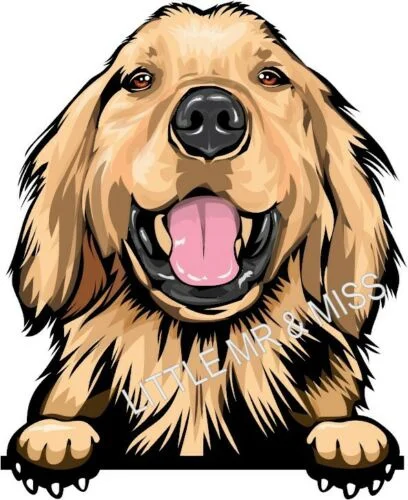 

For GOLDEN RETRIEVER Peeking DOG Color Wall Window Laptop Sticker w/proof