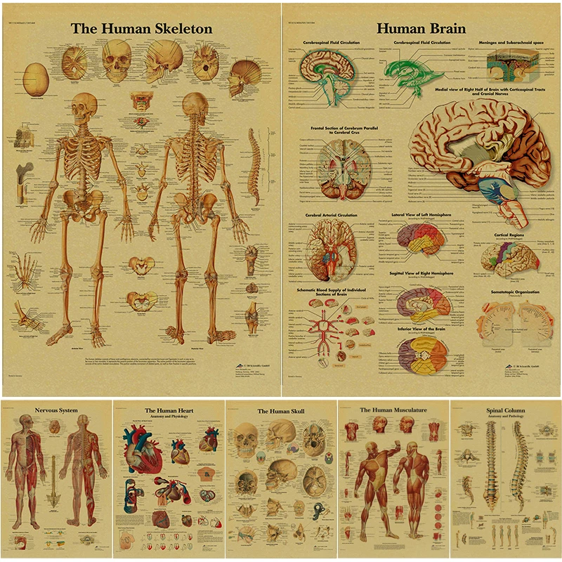 Anatomy and Physiology Poster Kraft Paper Prints The Body Structure Skeleton Vintage Home Room Medical Art Wall Decor Painting
