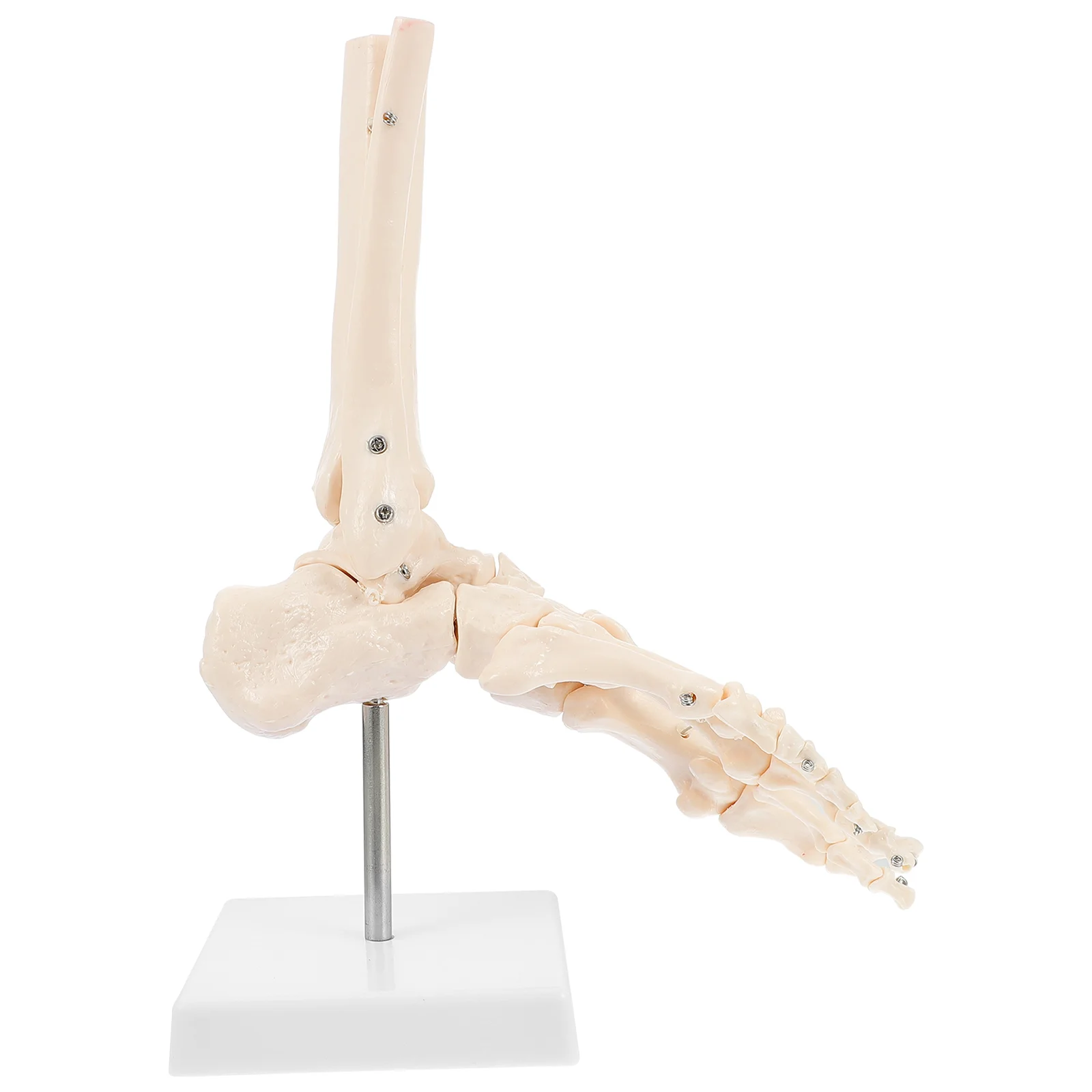 

Teaching Supplies PVC Mannequin Plastic Foot Bone Anatomical Human