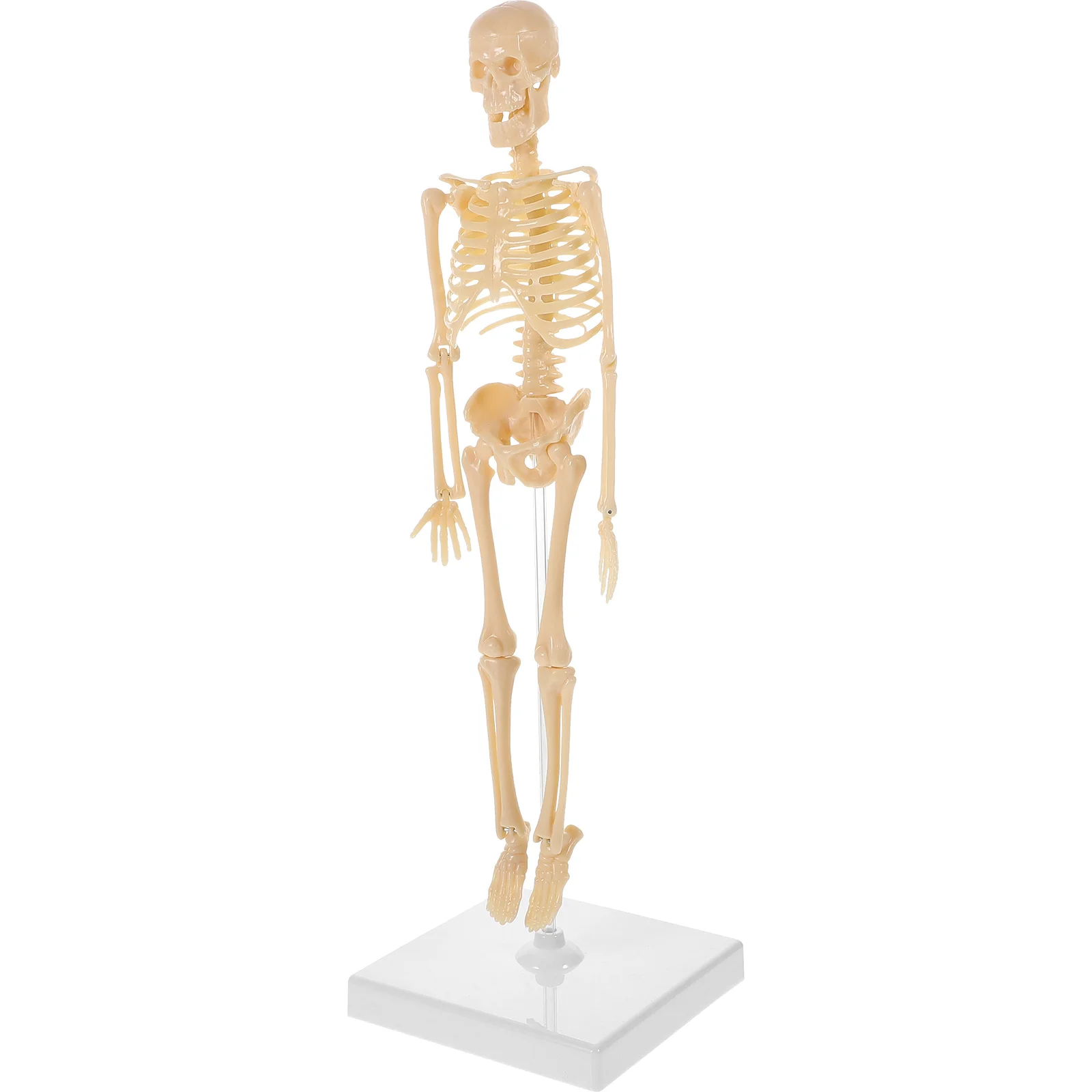 

Kids Educational Toys Poster Assembly Manikin Model Movable Human Child