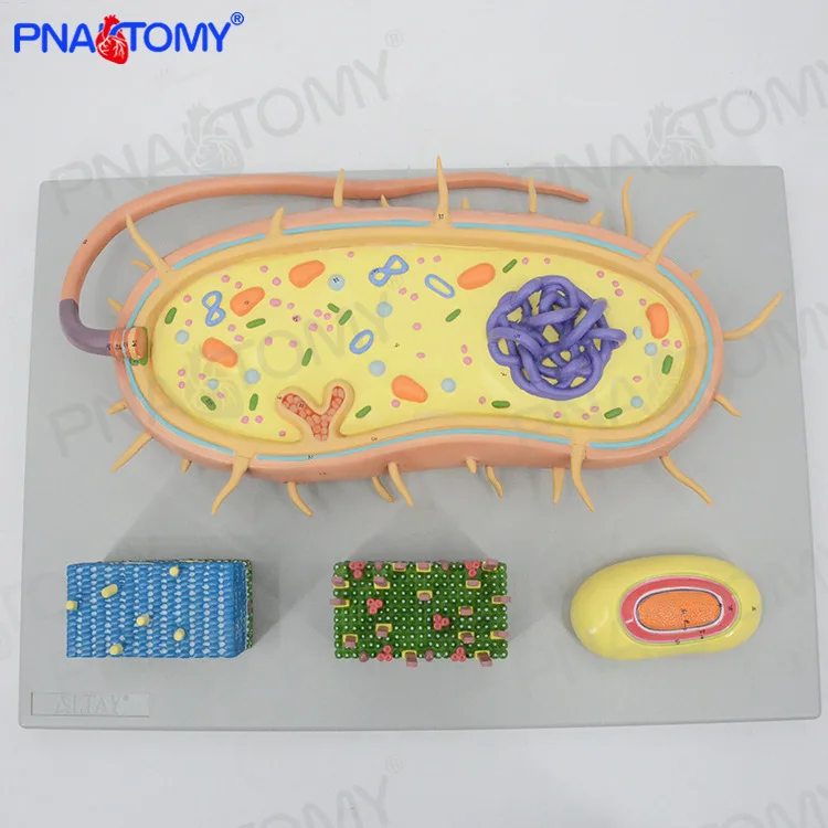 

Микробные бактерии, модель усиления триховируса, микроструктура, клеточный образец, Хромосома, ДНК, биомедицинский