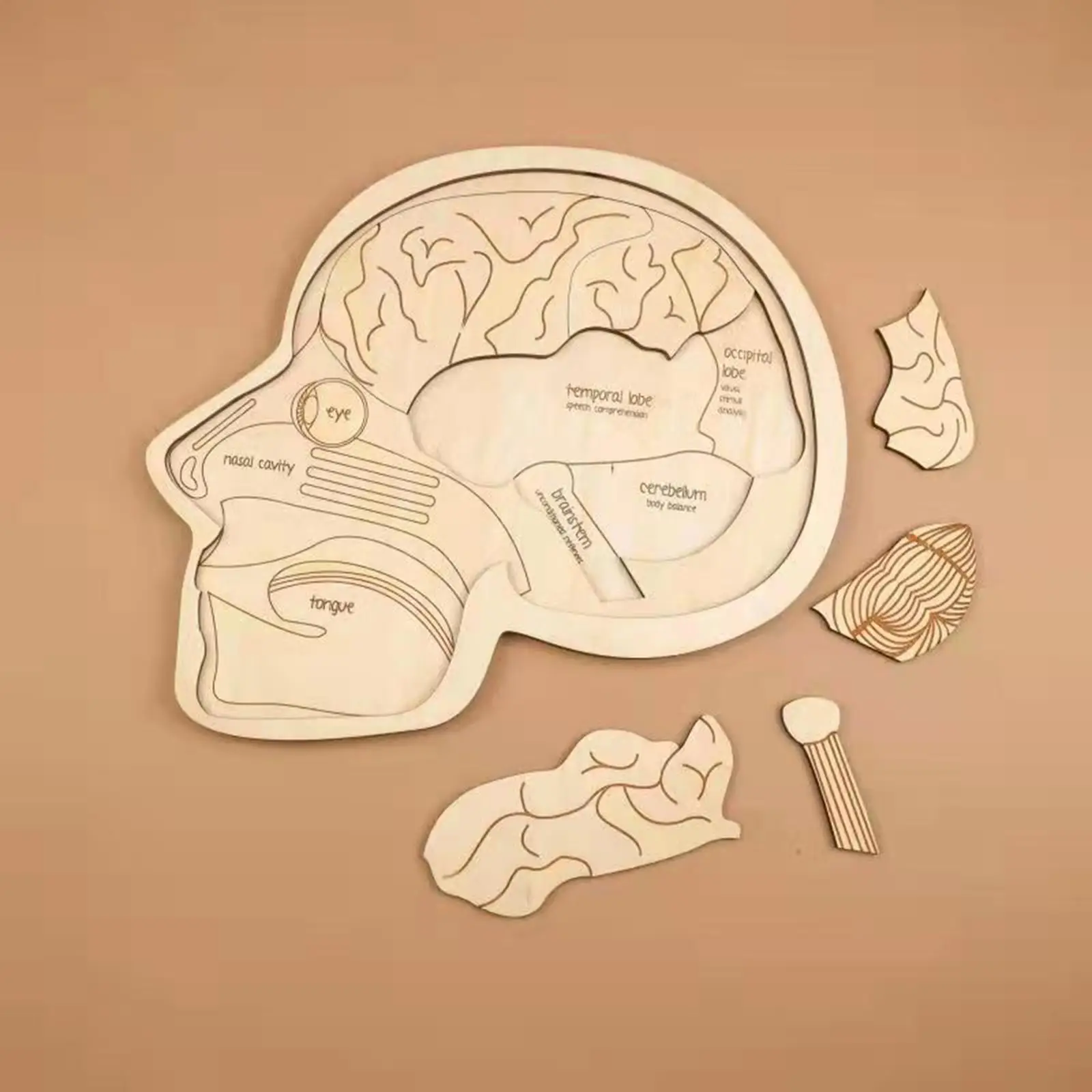 

Wooden Brain Model Puzzle Science Anatomy Interactive Learning Equipment for Preschool Gift Class Toddlers