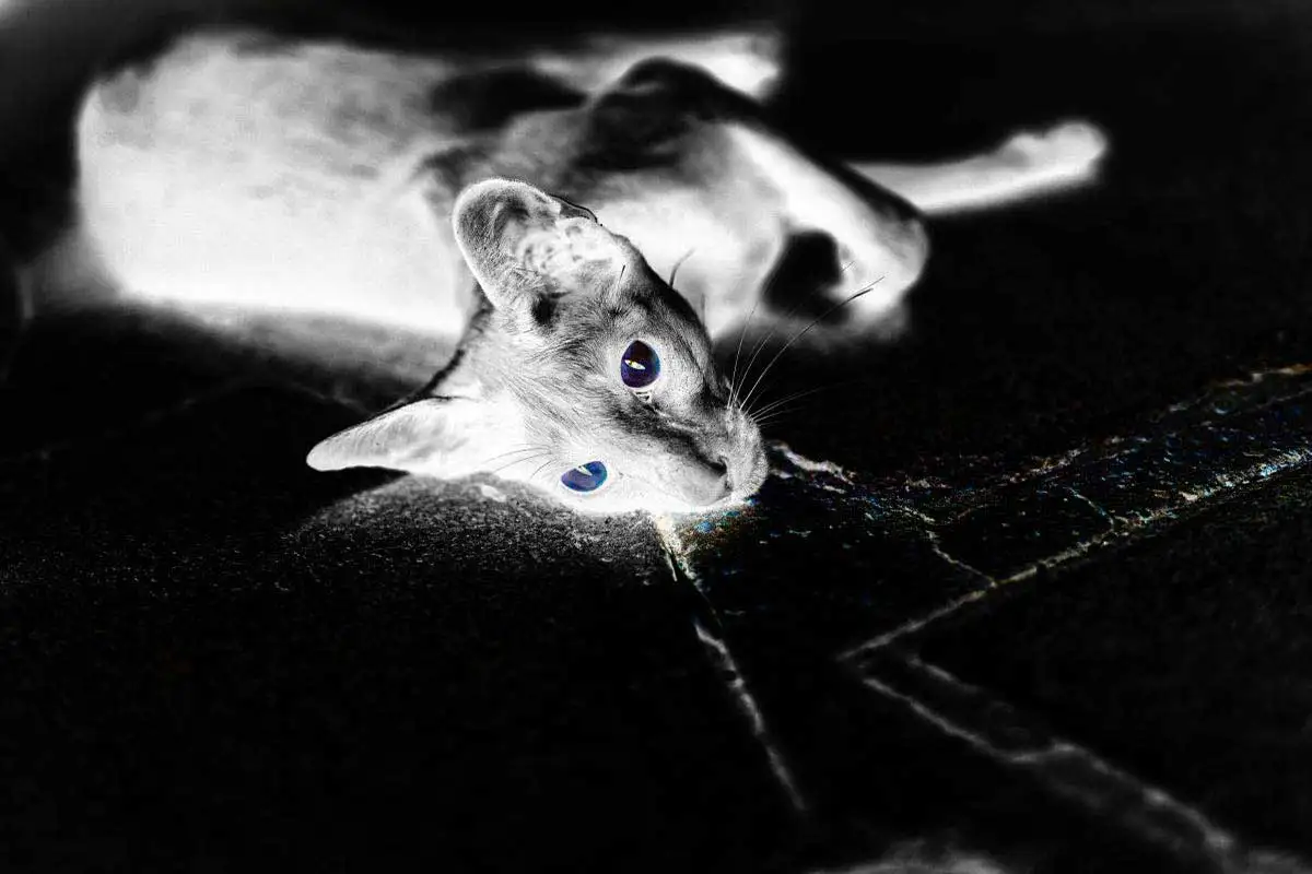 

Неоновый Кот, винтажная металлическая вывеска, жестяные таблички, Настенный декор, ретро неоновая вывеска для клуба, мужчин, пещера, кафе, па...