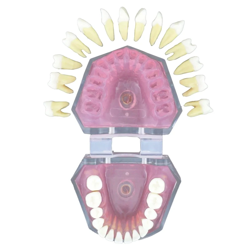 

Study Teaching Model Standard Model 28 Teeth Removable Teeth Soft Gum Adult Model