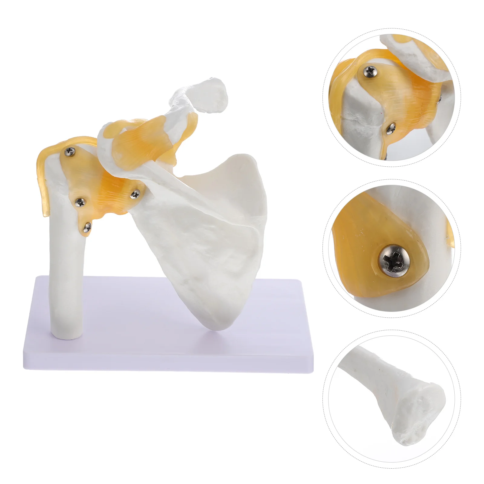 

1Pc Shoulder Joint Model with Ligament Human Model Teaching Model