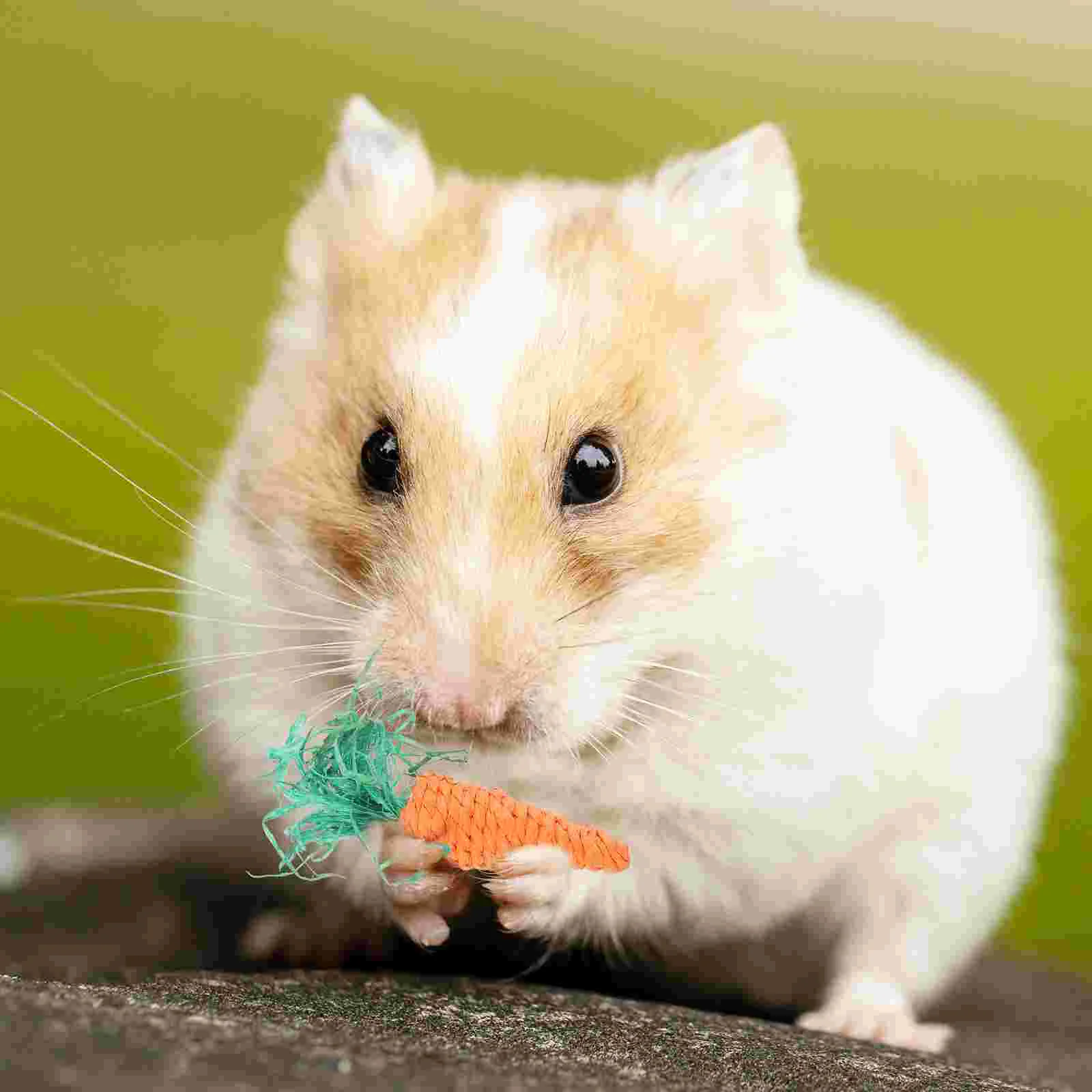 

Rat Cage Accessories Natural Teeth Care Wooden Guinea Treats Bunny Playpen Toy Toys