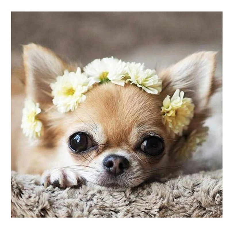 

Алмазная вышивка чихуахуа, собака 5D, алмазная живопись своими руками, вышивка крестиком, птицы, распродажа, полные квадратные круглые картины искусств