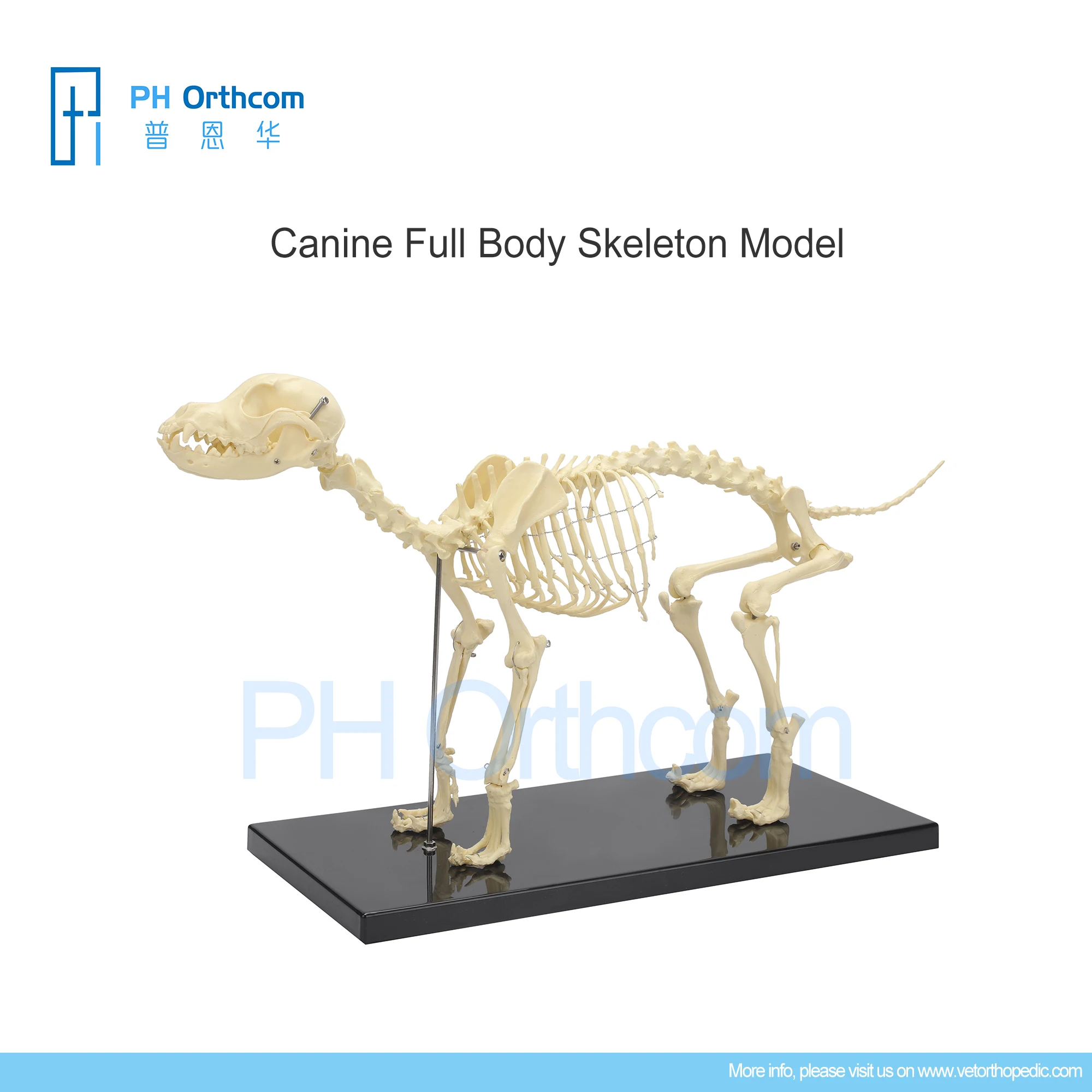 

Модель ортопедического скелета для обучения таза, ветеринарии маскотовой, медицинские принадлежности и оборудование для домашних животных, хирургические инструменты