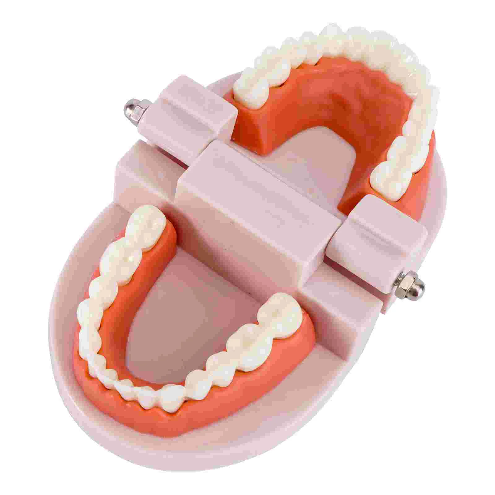 

Model Teeth Dentalfor Teaching Fake Kids Oral Mouth Models Education Analysis Demonstration Standard Study Typodont Brushing