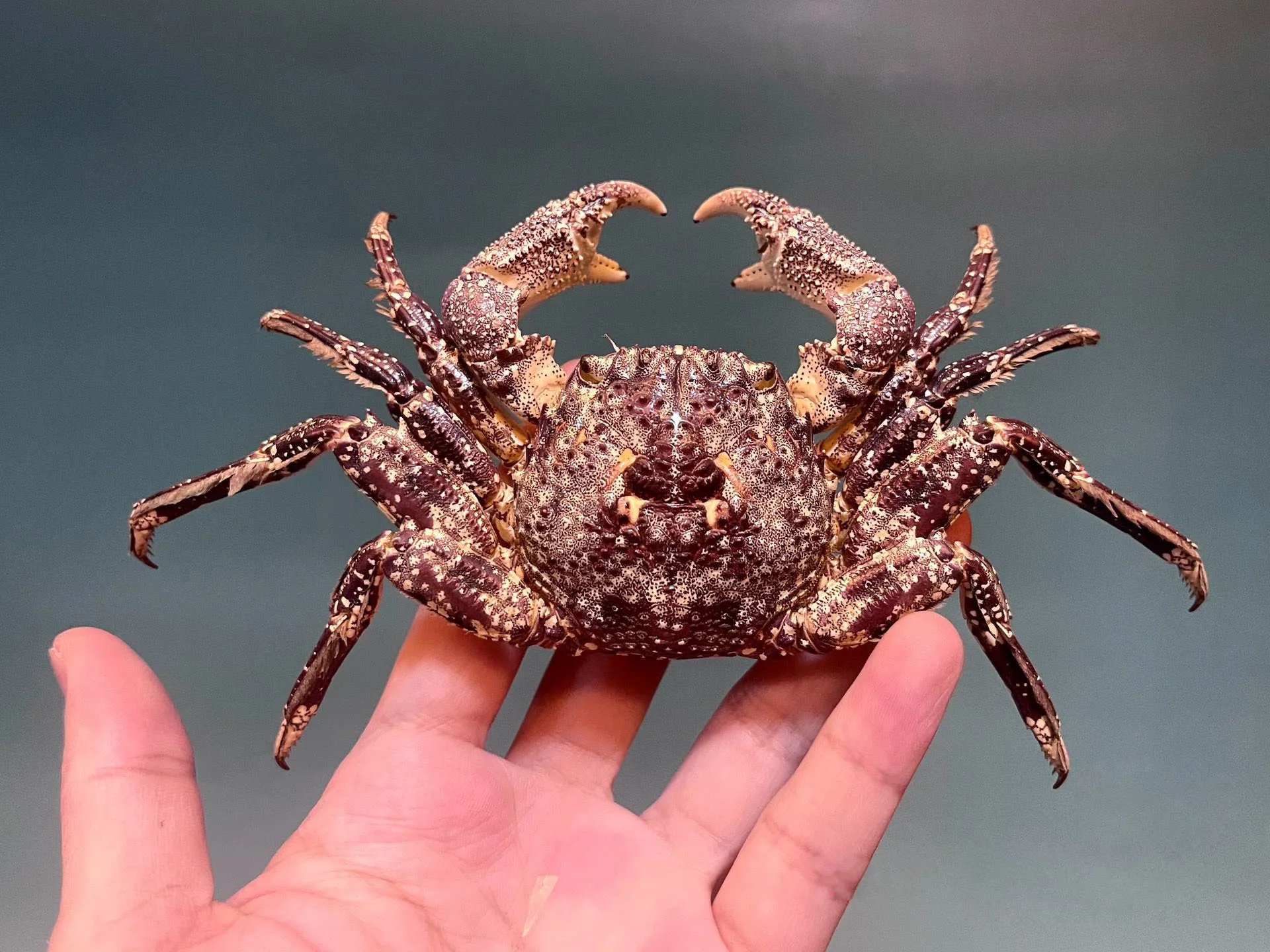 

Коллекционная статуэтка краба из органического материала