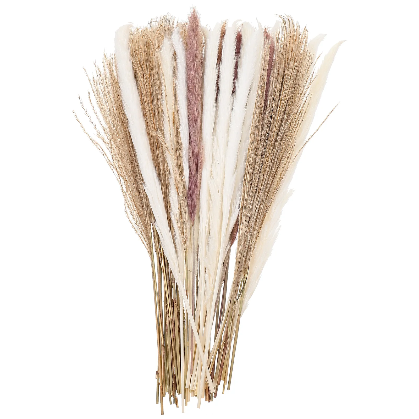 

60pcs Dried Reed Grass Decor Dried Arrangements Plants Wedding Party Decor